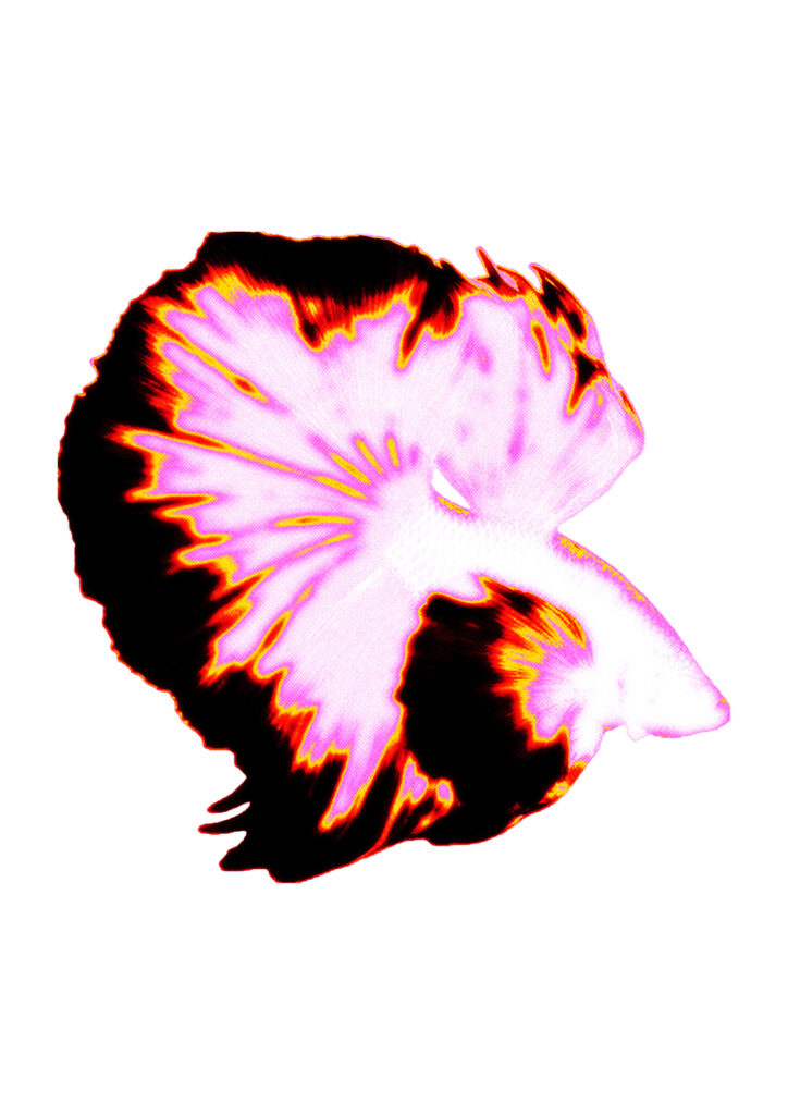 fischi
